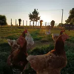 The Free Range At The Cracked Hen Apartamento Gorey