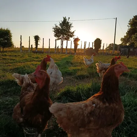The Free Range At The Cracked Hen Appartement Gorey