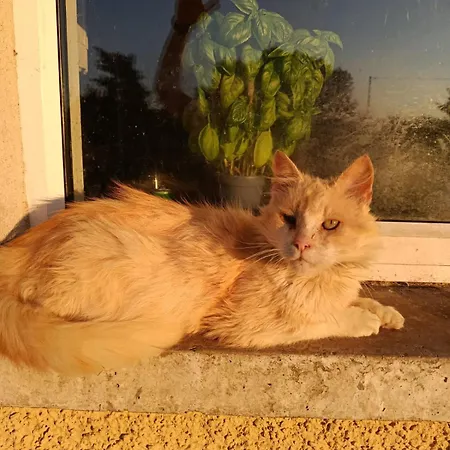 The Free Range At The Cracked Hen * גורי