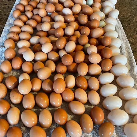 The Free Range At The Cracked Hen Διαμέρισμα *