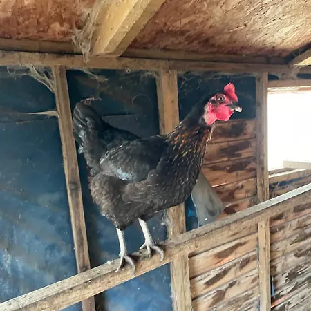 The Free Range At The Cracked Hen דירה גורי