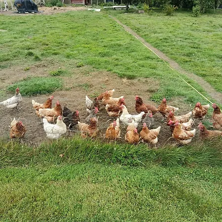 Apartamento The Free Range At The Cracked Hen *