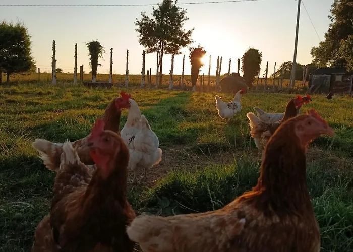 The Free Range At The Cracked Hen Appartement Gorey