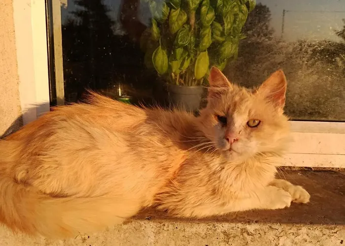 The Free Range At The Cracked Hen * Gorey