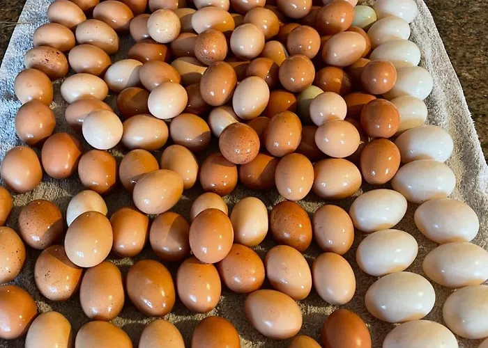 The Free Range At The Cracked Hen Appartement *