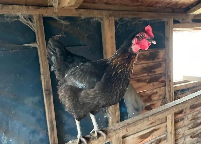 The Free Range At The Cracked Hen Appartement Gorey