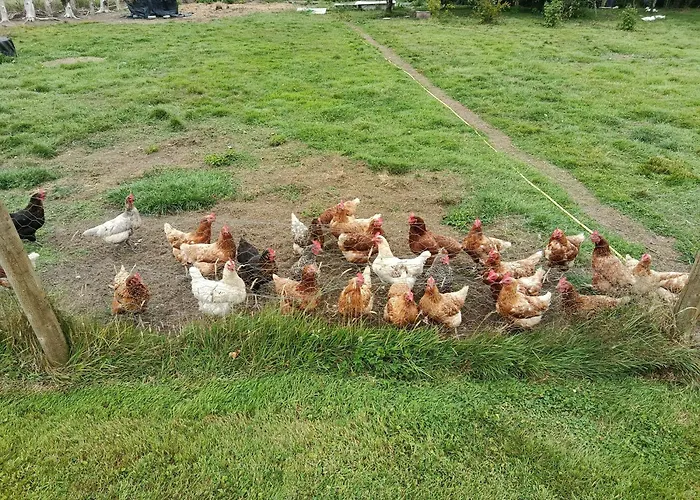 Appartement The Free Range At The Cracked Hen *